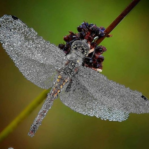 Lasse Anderssonn.jpg