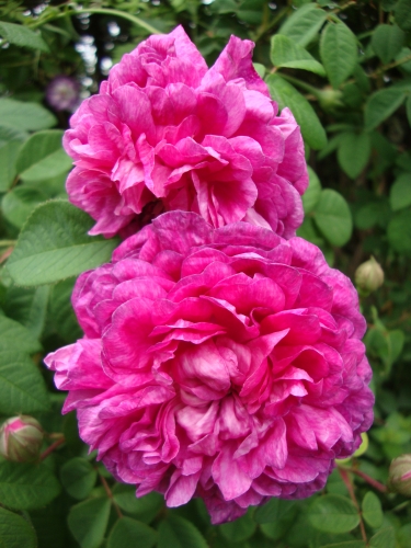 DSC08860.JPG