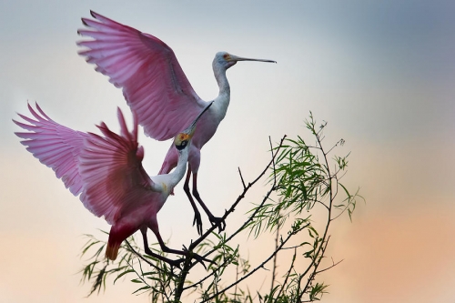 phillip chang two-roseate-spoonbills-.jpg