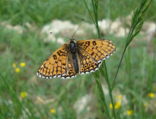 Mélitée du plantain Melitaea cinxia 2026 05 3.JPG