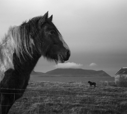 Pentti Sammallahti, Stenness, Mainland, Orkney, 2016.jpg