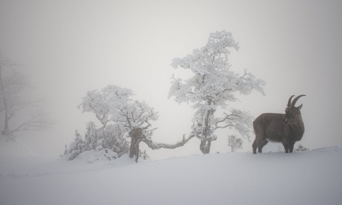 Patrice Raydelet Bouquetin Jura.jpg