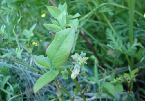 2026 04 9 Myrtillier fleurs.JPG