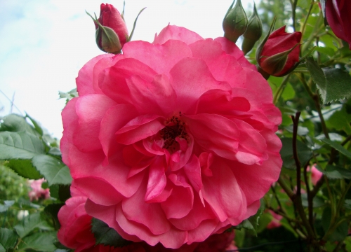DSC09066.JPG