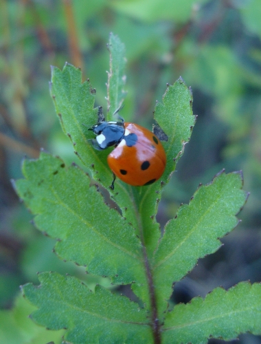 Coccinelle 2026 10 5 (2).JPG