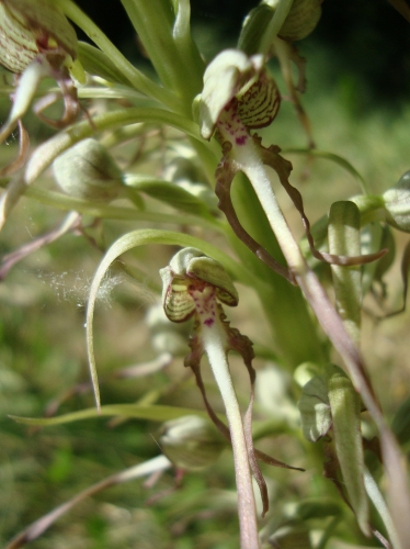 Orchis bouc 2026 05 23 (2).JPG
