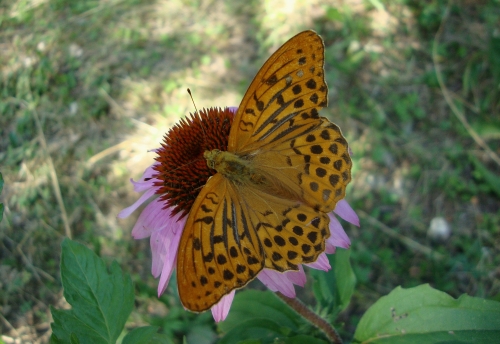 DSC07143.JPG