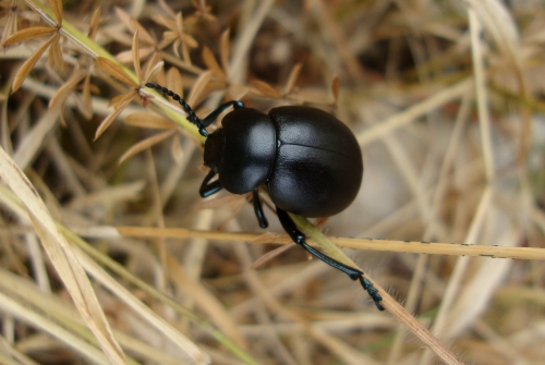 Crache-sang, timarque, chrysomèle noire (Timarcha tenebricosa) 2025 08 18 (2).JPG