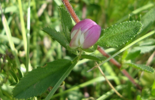 Bugrane épineuse (Ononis spinosa L.) (3).JPG