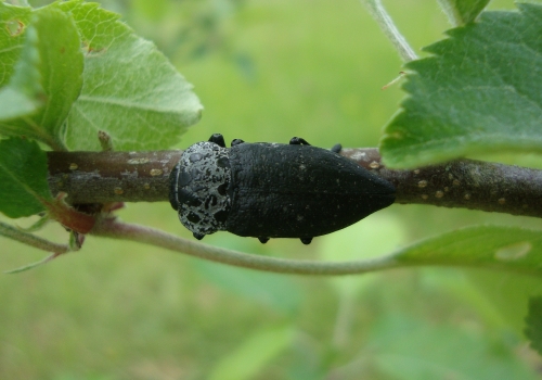 Capnode du pêcher (Capnodis tenebrionis) (2).JPG
