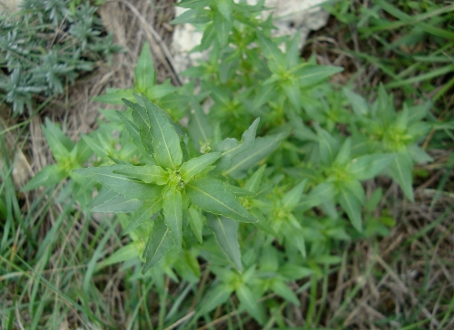 Mercuriale annuelle Mercurialis annua 2025 09 13  toxique médicinale externe cicatrisante (1).JPG