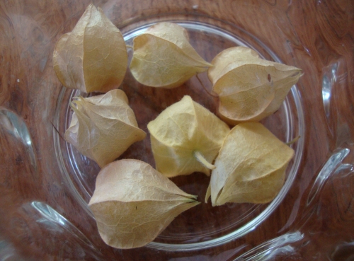 Physalis pubescents.JPG