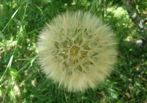 Salsifi des prés (2).JPG