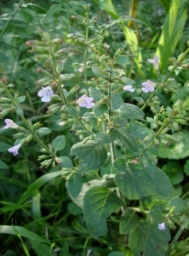 Calament népéta Clinopodium nepeta 2025 09 16 jardin (2).JPG