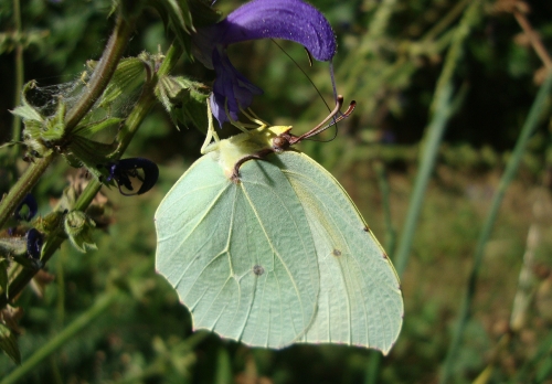Citron 2026 06 22 femelle.JPG