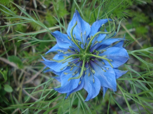 Nigelle 2026 04 9.JPG