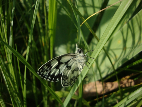 Demi-deuil Melanargia galathea.JPG