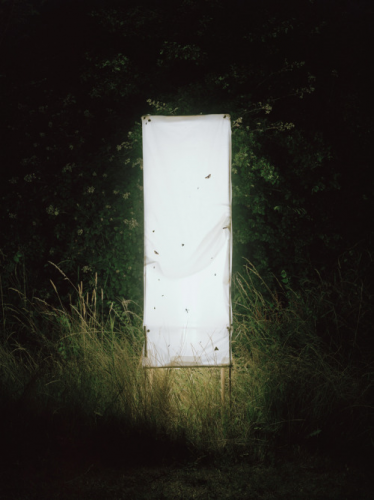 Alison Stolwood Light Trap [Florescent],.png