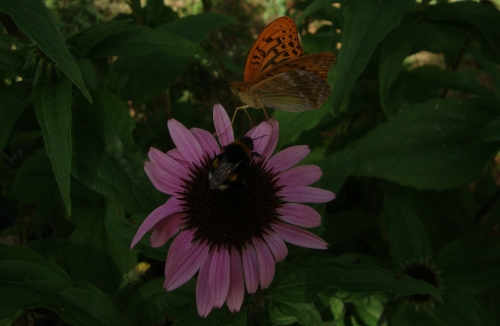 DSC09889.JPG