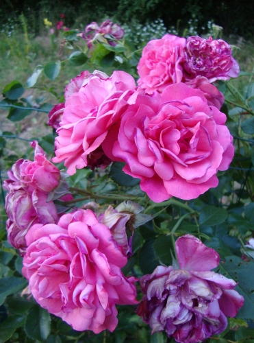 DSC09239.JPG