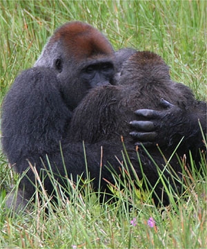Thomas Breuer gorilles-amour-face-a-face.jpg