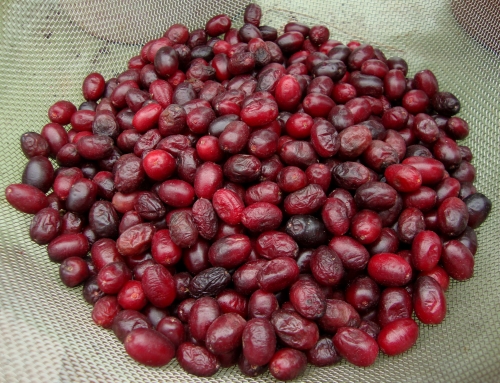 Cornouilles 2025 09 20.JPG