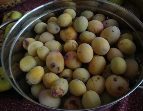 Prunes 2025 09 20.JPG