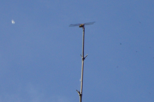 DSC09080.JPG