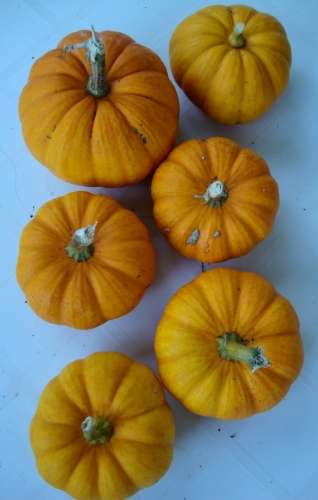 DSC07701.JPG