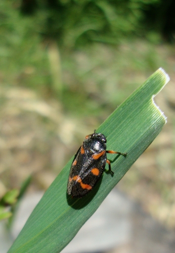 cercope sanguin Cercopis vulnerata (2).JPG