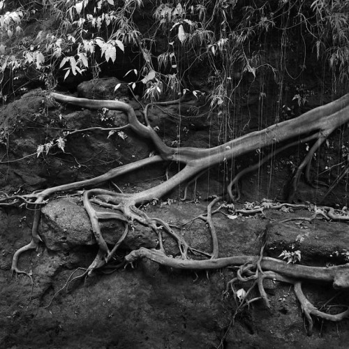 Aimery Joessel Roots on the Rocks, From the series ‘Heritage’.jpg