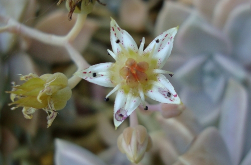 Graptopetalum, la plante porcelaine.JPG
