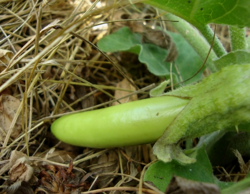 DSC07103.JPG