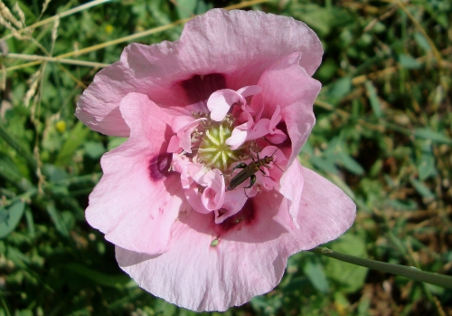 Oedemère noble mâle pavot (2).JPG