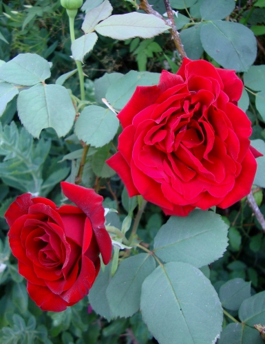 DSC07015.JPG