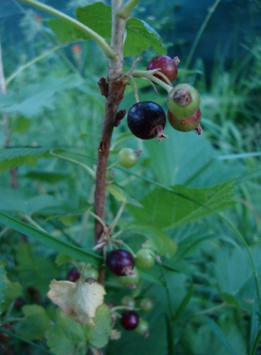 DSC09098.JPG