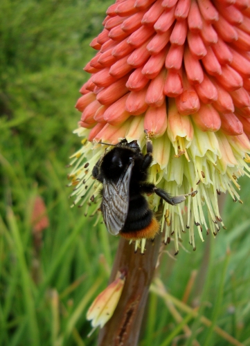 Bourdon des pierres, Bourdon lapidaire ou Cul-brun Bombus lapidarius 2026 05 9 (1).JPG
