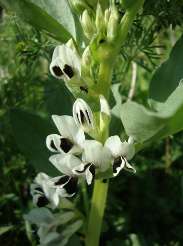 2026 04 25 Fèves en fleurs.JPG