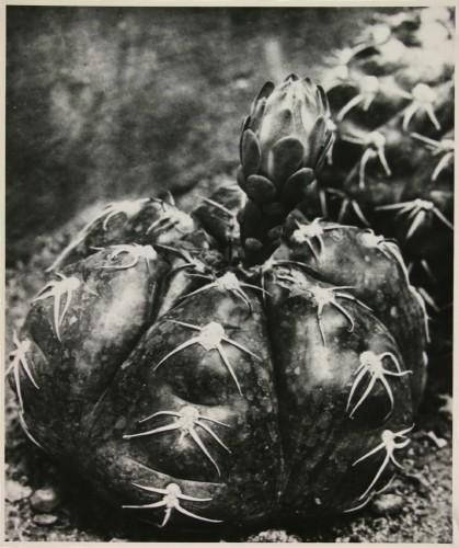 Albert Renger-Patzsch echinocactus-denudatus 1927.jpg