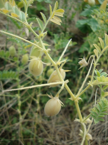 DSC07207.JPG