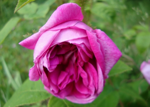 DSC06484.JPG
