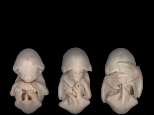Dorit Hockman Des embryons de chauves-souris .jpg