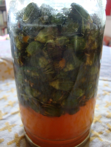 Câpres de pissenlit n°3 2026 03 23.JPG