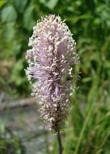 plantain moyen.JPG