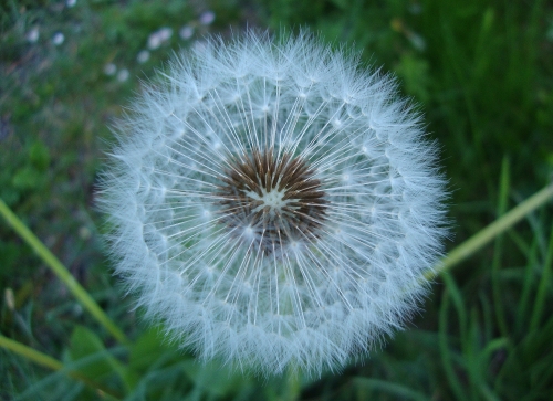 DSC06031.JPG