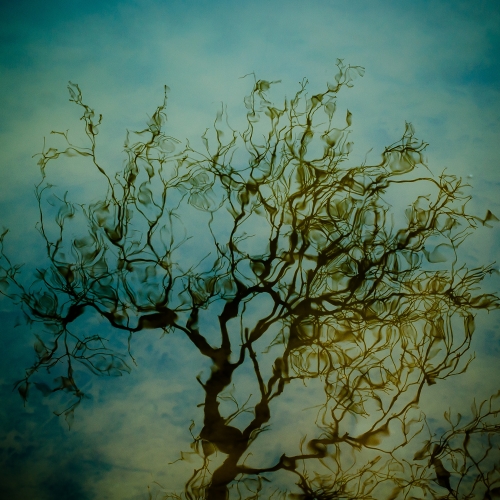 Noah Weiner Trees-in-Water-034.jpg