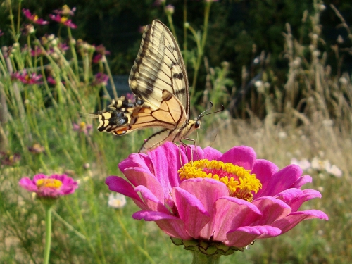 DSC07430.JPG