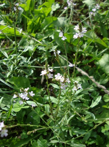 Verveine officinale Verbena officinalis 2025 09 16 médicinale jardin (4).JPG