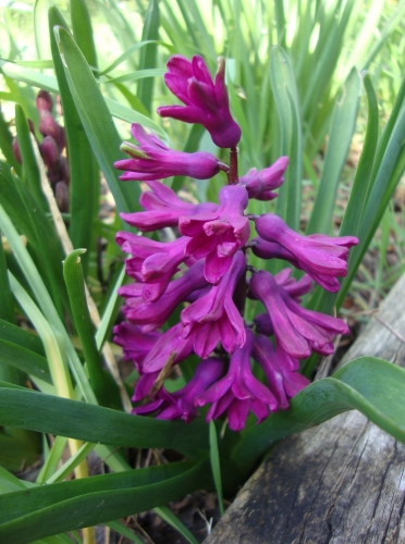 Jacinthe, Hyacinthus orientalis 2026 02 26 (1).JPG