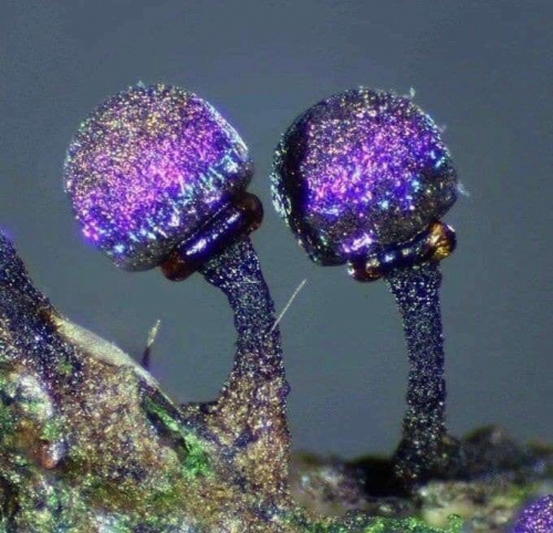 Elaeomyxa cerifera, un myxomycète scintillant comme une galaxie..jpg